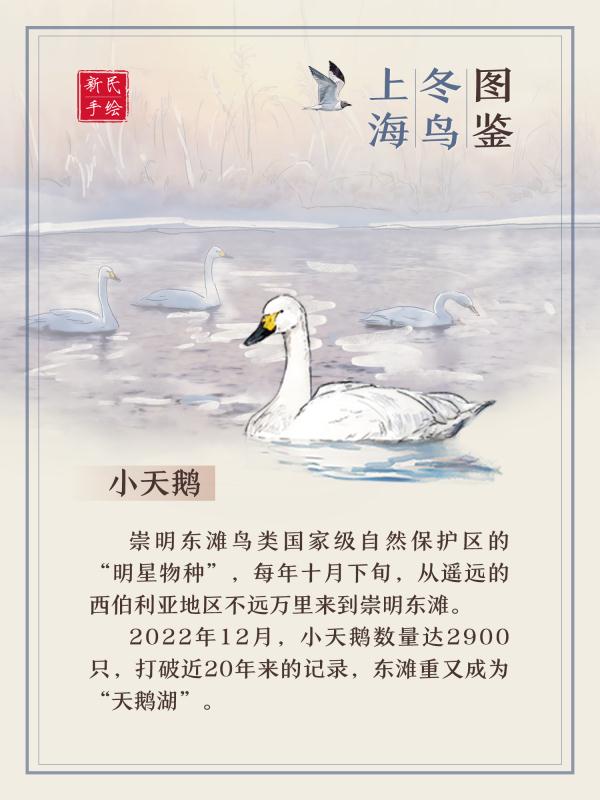 上海冬鸟图鉴
