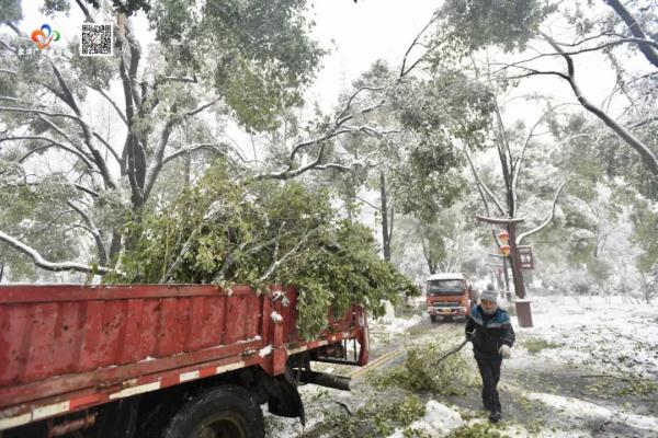 这次冰雪为何频频压断树枝？武汉已清理上10万处断枝