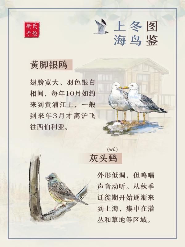 上海冬鸟图鉴