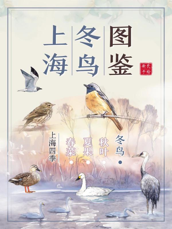 上海冬鸟图鉴