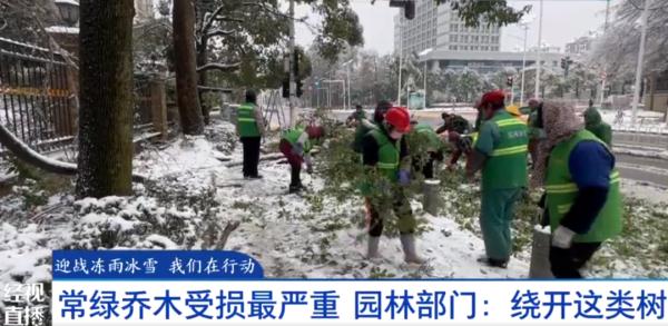 冻雨暴雪天，路边的绿化树为何受损严重？专家解释→