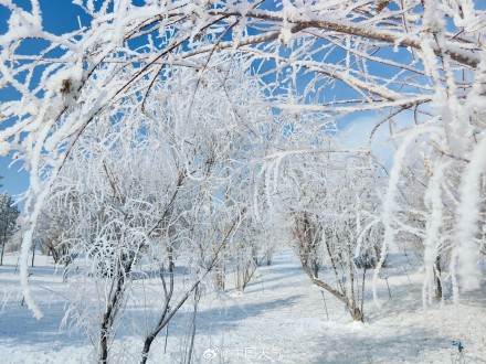 再次被雾凇美哭!甘肃玉门再现绝美雾凇 再次被雾凇美哭!甘肃玉门再现绝美雾凇