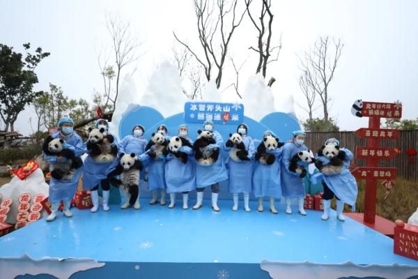 所pan皆能da!大熊猫宝宝集体“拜年” 所pan皆能da!大熊猫宝宝集体“拜年”