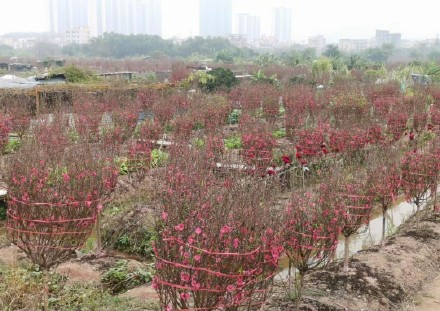 番禺官堂村万株桃花盛开美成桃花源