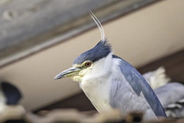 “长辫子”的夜鹭为何有超强夜视能力? “长辫子”的夜鹭为何有超强夜视能力?