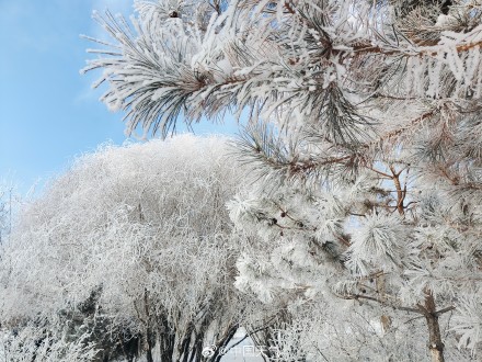 再次被雾凇美哭!甘肃玉门再现绝美雾凇 再次被雾凇美哭!甘肃玉门再现绝美雾凇