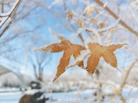 再次被雾凇美哭!甘肃玉门再现绝美雾凇 再次被雾凇美哭!甘肃玉门再现绝美雾凇