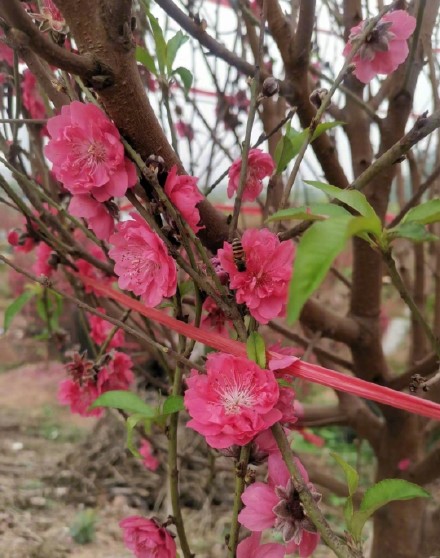 番禺官堂村万株桃花盛开美成桃花源