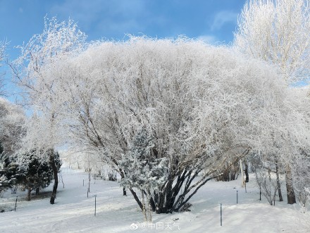 再次被雾凇美哭!甘肃玉门再现绝美雾凇 再次被雾凇美哭!甘肃玉门再现绝美雾凇