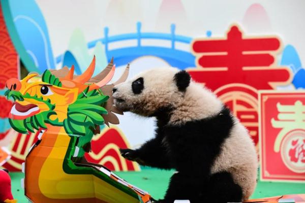 所pan皆能da!大熊猫宝宝集体“拜年” 所pan皆能da!大熊猫宝宝集体“拜年”