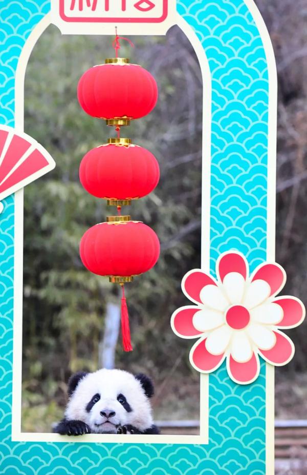 所pan皆能da!大熊猫宝宝集体“拜年” 所pan皆能da!大熊猫宝宝集体“拜年”