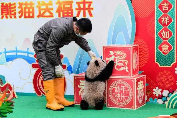 所pan皆能da!大熊猫宝宝集体“拜年” 所pan皆能da!大熊猫宝宝集体“拜年”