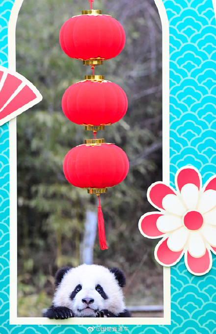 2023级新生熊猫团子们给大家拜年啦