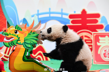 2023级新生熊猫团子们给大家拜年啦