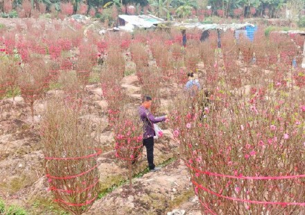 番禺官堂村万株桃花盛开美成桃花源