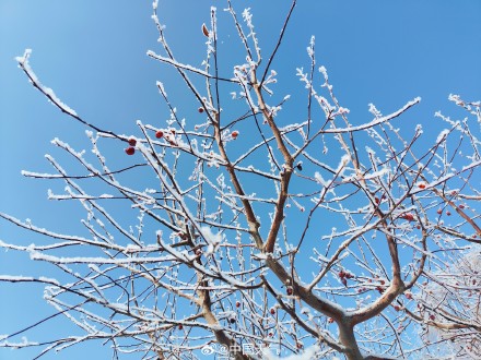 再次被雾凇美哭!甘肃玉门再现绝美雾凇 再次被雾凇美哭!甘肃玉门再现绝美雾凇