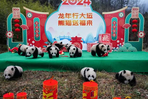 所pan皆能da!大熊猫宝宝集体“拜年” 所pan皆能da!大熊猫宝宝集体“拜年”