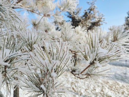 再次被雾凇美哭!甘肃玉门再现绝美雾凇 再次被雾凇美哭!甘肃玉门再现绝美雾凇