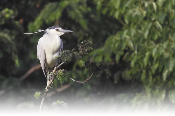 “长辫子”的夜鹭为何有超强夜视能力? “长辫子”的夜鹭为何有超强夜视能力?