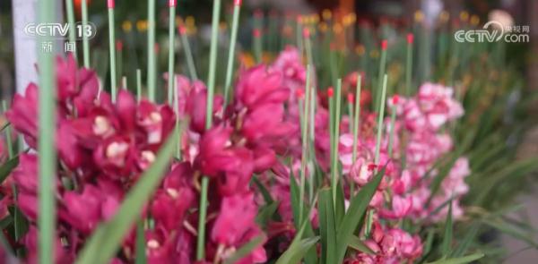 春节近 年味浓 “繁花”似锦 节前买花也“冲刺” 春节近 年味浓 “繁花”似锦 节前买花也“冲刺”