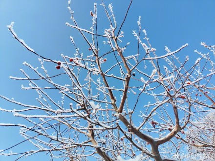 甘肃玉门现绝美雾凇