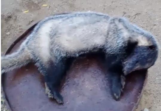 猎捕东北“平头哥”治病? 一男子被公安机关抓获 猎捕东北“平头哥”治病? 一男子被公安机关抓获