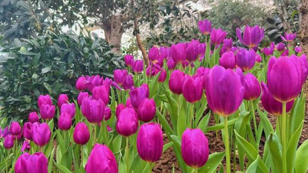 沈阳多景区最新发布!这些人免费! 沈阳多景区最新发布!这些人免费!