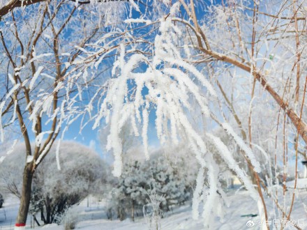 甘肃玉门现绝美雾凇