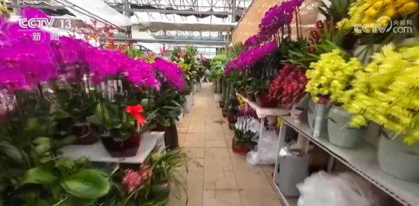 春节近 年味浓 “繁花”似锦 节前买花也“冲刺” 春节近 年味浓 “繁花”似锦 节前买花也“冲刺”