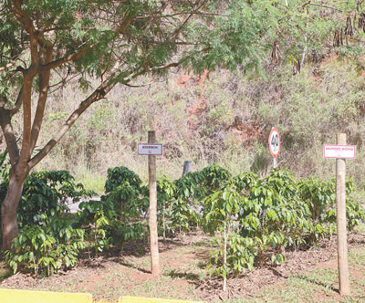 “中国市场助推巴西咖啡出口增长” “中国市场助推巴西咖啡出口增长”