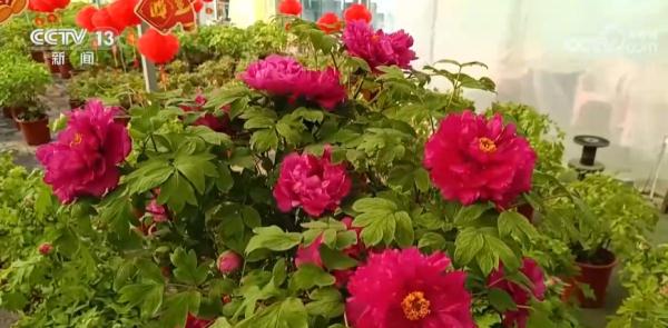 春节近 年味浓 “繁花”似锦 节前买花也“冲刺” 春节近 年味浓 “繁花”似锦 节前买花也“冲刺”