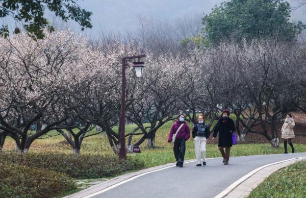 十里梅花香雪海 万株梅花喜迎春 十里梅花香雪海 万株梅花喜迎春