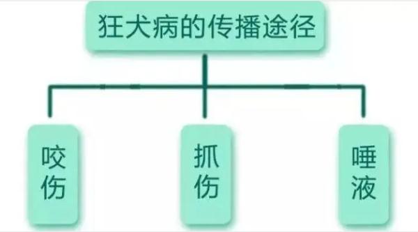 春节假期“招猫逗狗”被咬怎么办