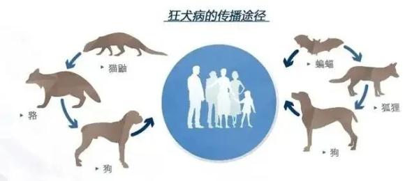 春节假期“招猫逗狗”被咬怎么办