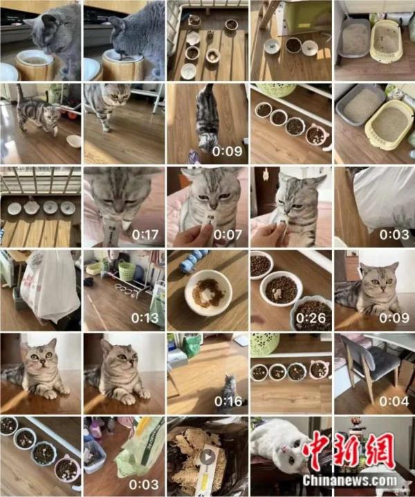 宠托师火了！春节上门“带薪撸猫”有人日入过千