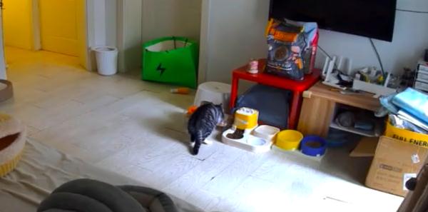 节前宠物寄养火热，消保委：寄养机构应做好服务质量“加法”