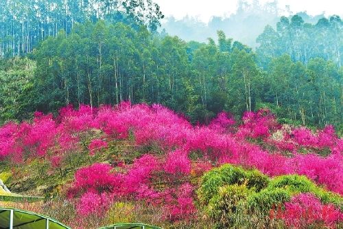 罗源北山村600多亩樱花开满山头
