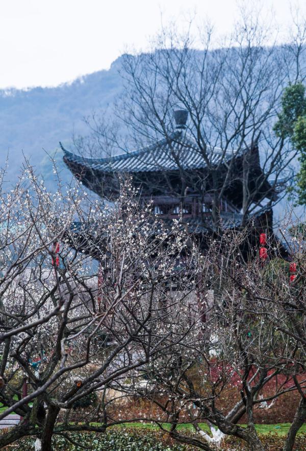 十里梅花香雪海 万株梅花喜迎春 十里梅花香雪海 万株梅花喜迎春