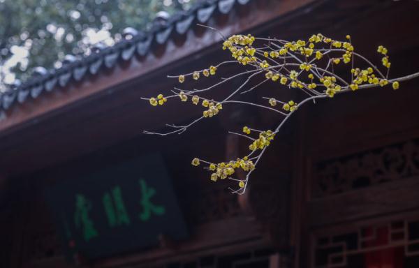 十里梅花香雪海 万株梅花喜迎春 十里梅花香雪海 万株梅花喜迎春