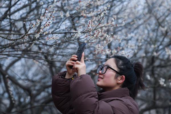 十里梅花香雪海 万株梅花喜迎春 十里梅花香雪海 万株梅花喜迎春