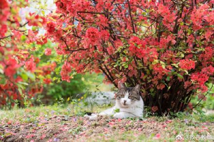春节好！北大送你“北大红”