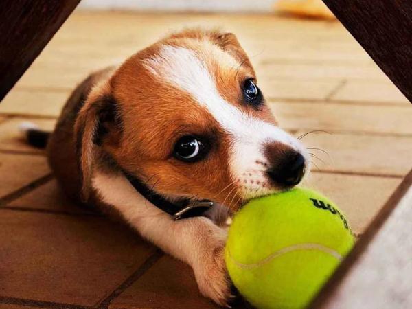 春节假期“招猫逗狗”被咬怎么办