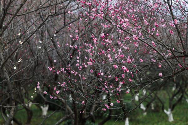 十里梅花香雪海 万株梅花喜迎春 十里梅花香雪海 万株梅花喜迎春
