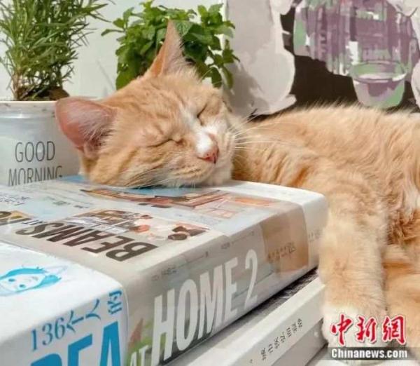 宠托师火了！春节上门“带薪撸猫”有人日入过千