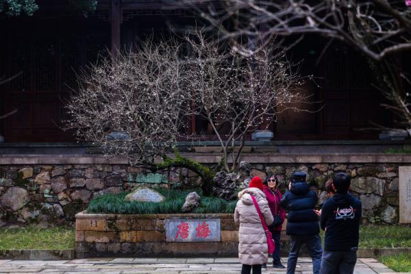 十里梅花香雪海 万株梅花喜迎春 十里梅花香雪海 万株梅花喜迎春