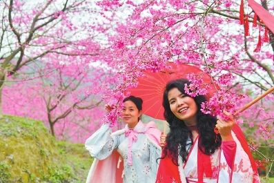 罗源北山村600多亩樱花开满山头