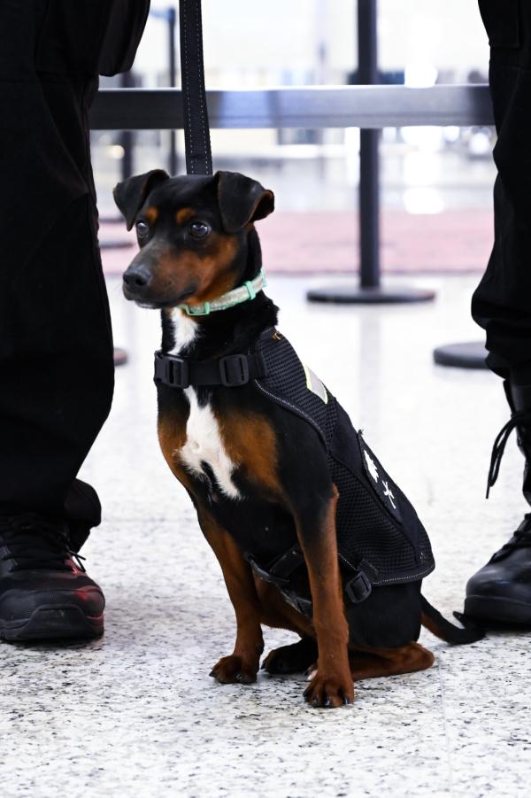 带犬巡逻日均两万步，他们是禄口机场“看得见”的安全感