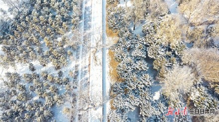 雪柳似花银松似菊 武威天马湖畔雾凇醉人 雪柳似花银松似菊 武威天马湖畔雾凇醉人