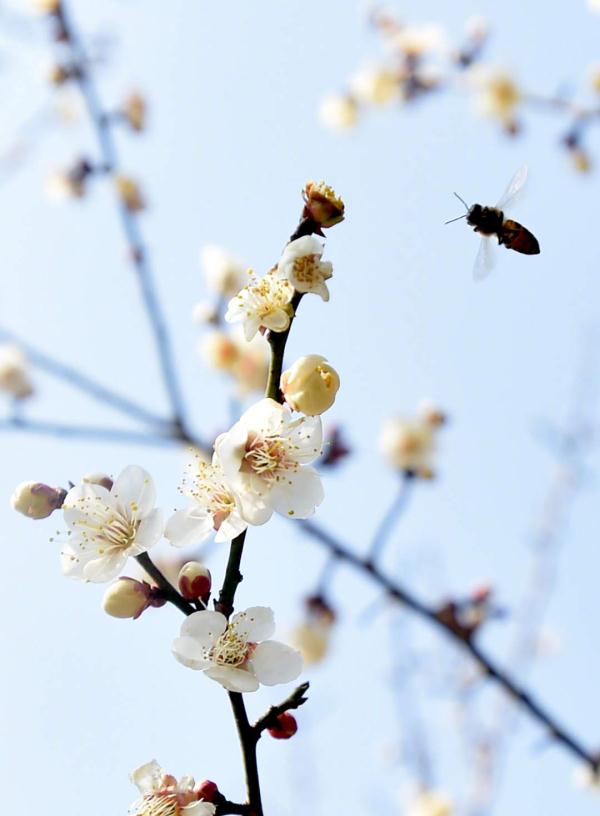 迎接新的春天！瘦西湖梅花迎春开