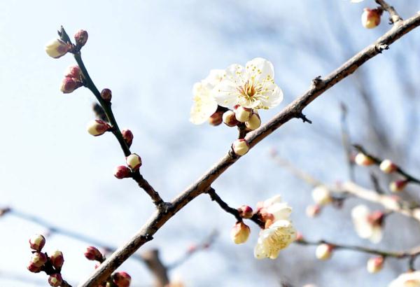 迎接新的春天！瘦西湖梅花迎春开